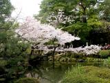 Cherry blossoms in Kyoto