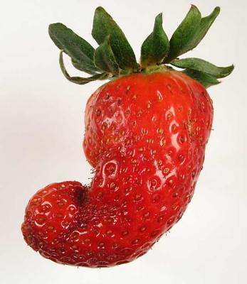 Strawberry 537