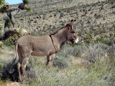 Wild Burro #2