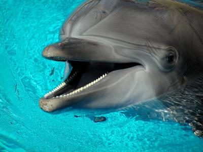 Mirage Dolphin
