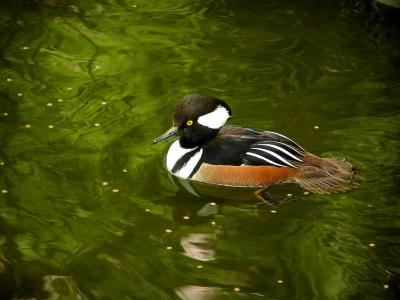 Hooded Merganser