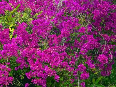 Bougainvillea