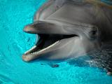 Mirage Dolphin