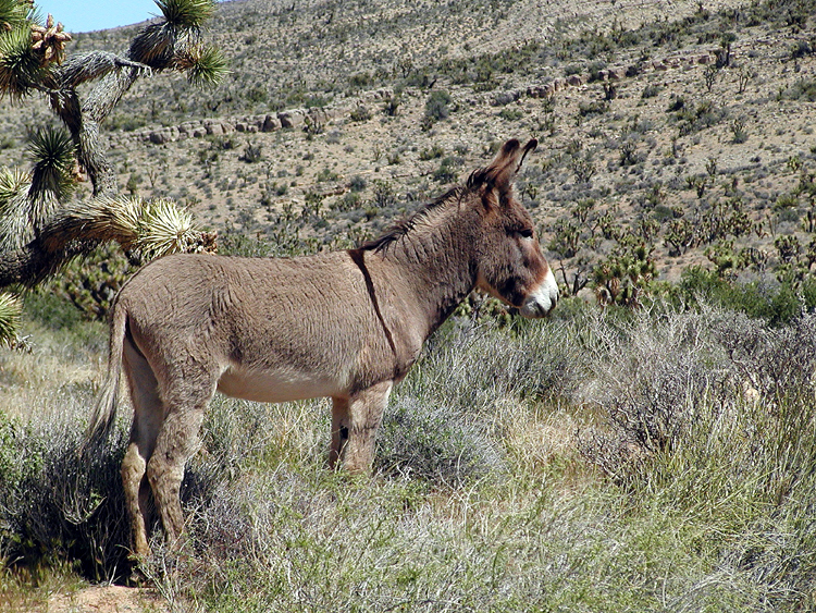 Wild Burro #2