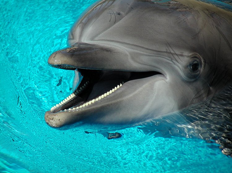 Mirage Dolphin