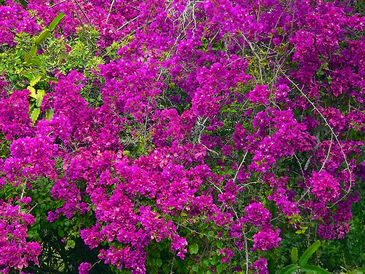 Bougainvillea