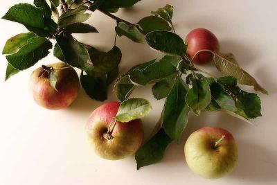 Sep 11: Apples