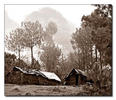 Sepia Shot