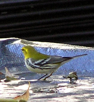 u43/vitina/upload/34281968.warbler2.JPG