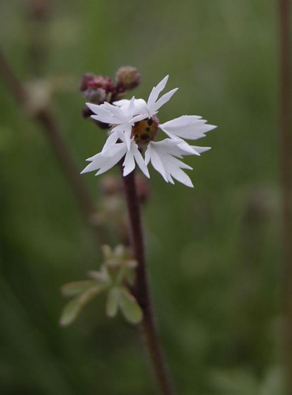 Prairie Star DSCN1189.jpg