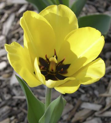 Tulip at ISU DSCN0794.jpg