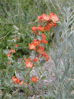 Munro's Globe-mallow P6210001.jpg