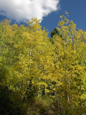 Fall Foliage (aspen) from Crestline Trail Nikon Coolpix 037.jpg