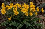 Bigleaf Balsamroot.jpg