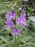 fireweed Olympus 045.jpg