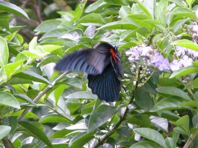 Papilio memnon.jpg