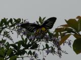 Troides helena.jpg