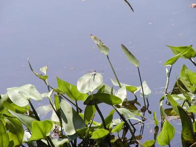 P7010065.JPG