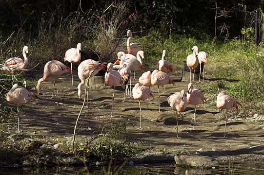 Zoo Flamingo s.jpg
