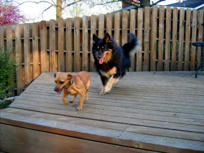 Chasing the neighbor's dog, Ginger.