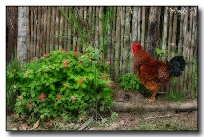 Rooster & Flowers