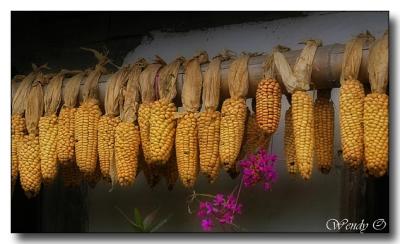 Corn & Flower