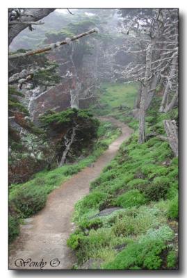 Point Lobos 1