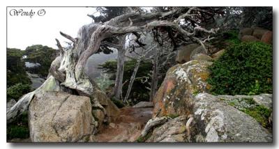 Point Lobos 2