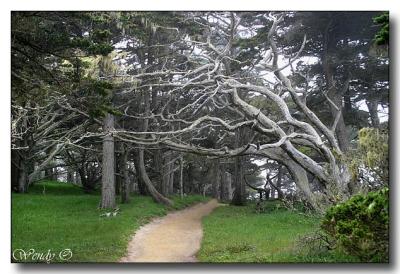 Point Lobos 4
