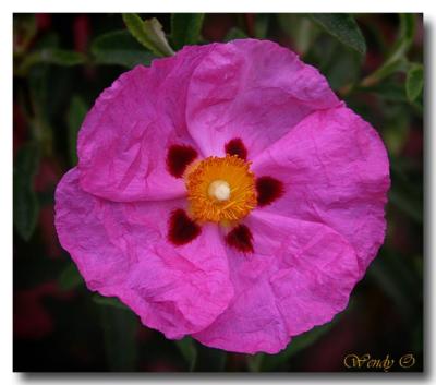 Pink Flower