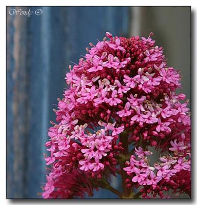 Pink Flower Blue Wall