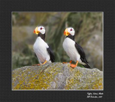 puffin pair 4email.jpg