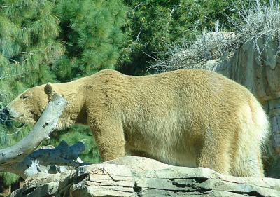 u43/wickerpix/medium/28220300.MXSandBear.jpg