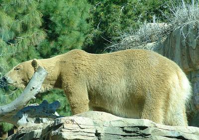 Mexican Sand Bear (rare)