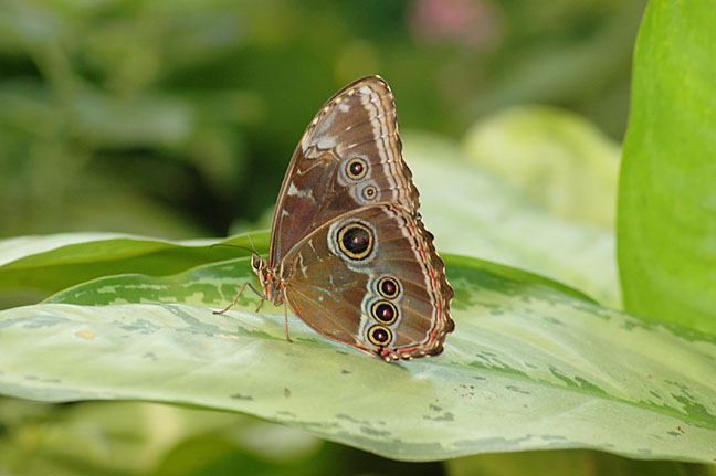 Birthday Butterfly