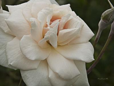 PICT2859.jpg