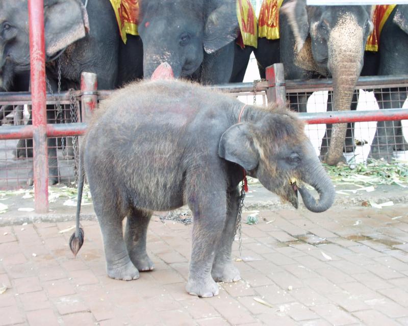 Ayuttaya Elephants