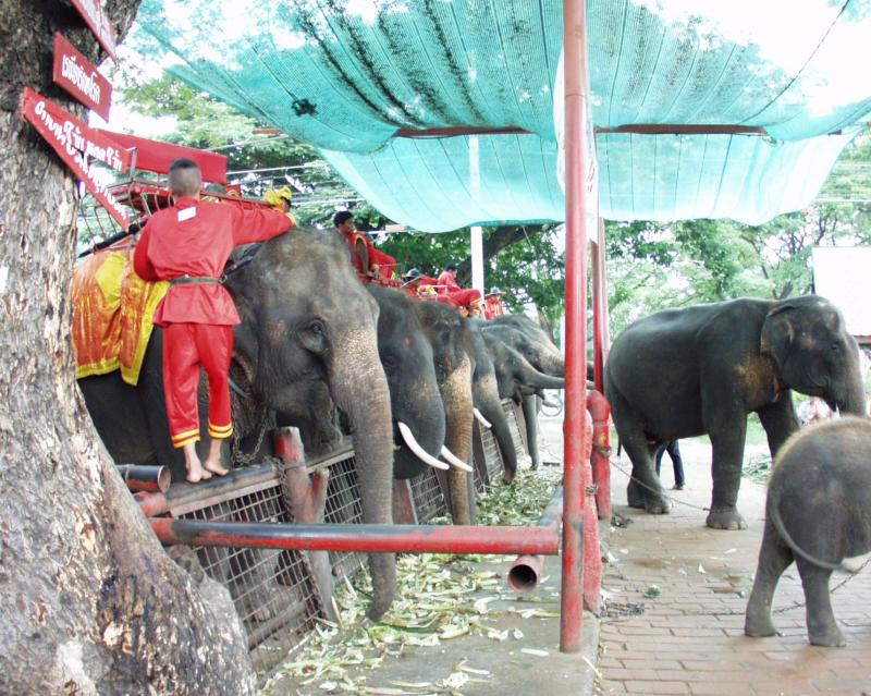 Ayuttaya Elephants