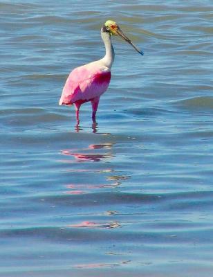 roseate spoonbill