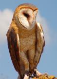 barn owl