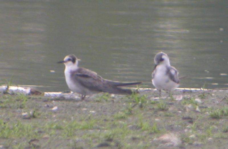 Black Terns Juveniles