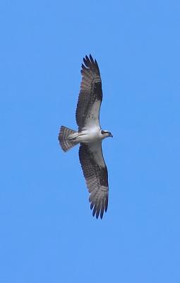 Osprey
