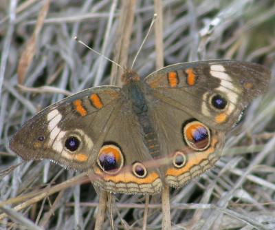 Common Buckeye