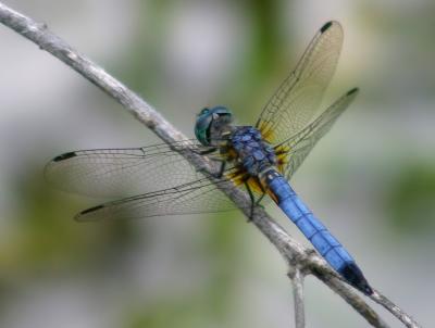 Dragonfly, Blue Dasher