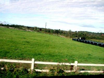 silage hay