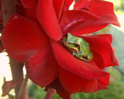 Frog resting in one of our roses