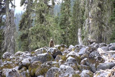 A Curious Marmot