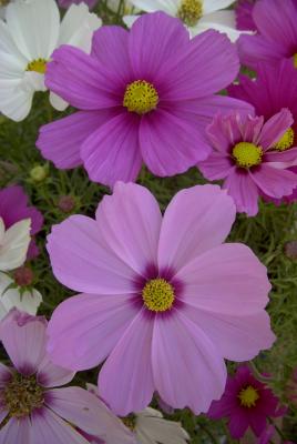 Image008.jpg