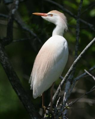 6803 Cattle Egret