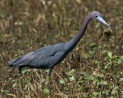 7683 Little Blue Heron